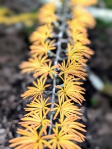 Just behind my large Equipment Barn in my pinetum is this American larch, Larix laricina. This tree is commonly called tamarack, eastern larch, American larch, or hackmatack. Here is one of its bright yellow fall branches. This deciduous conifer will drop all these showy needles just as winter approaches.