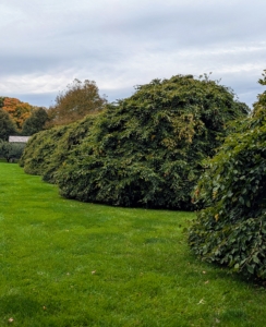 Here are the weeping hornbeams, Carpinus betulus Pendula, planted between my long pergola and my orchard. I love these weeping hornbeams – the branches of these trees gracefully weep creating an umbrella of foliage that reaches the ground. The leaves are just beginning to change – the foliage turns a bright yellowish color this time of year.
