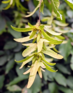 Up close, one can see the seed catkins hanging from the branches, holding about 10 to 30 seeds each.
