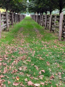 Autumn leaves have already started falling. My outdoor ground crew will soon be blowing all around the farm.