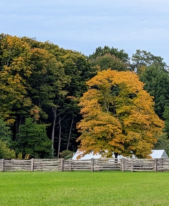 Because of changes in the length of daylight and changes in temperature, leaves stop their food-making process. The chlorophyll breaks down, the green color disappears, and the yellow to gold and orange colors come out and give the leaves part of their fall splendor. This maple is just up the carriage road from my chickens and near three of my hoop houses.