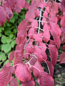Viburnum leaves also change colors in the fall, and may turn red, burgundy, and yellow, depending on the species.