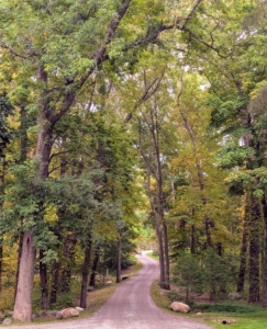 I planted many different types of trees in hopes that they would shade, provide climate control, and change color at different times, in different ways. It’s so beautiful to see them change through the seasons. I hope you can stop and appreciate some of the colors of fall this weekend.