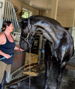 This day was unseasonably warm. My stable manager, Helen Peparo, gives Bond a quick cooling bath after a ride around the farm.