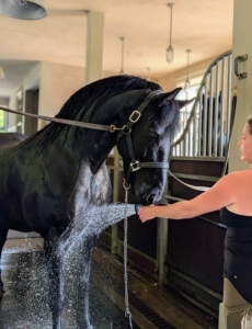 Bond enjoys the cool water, and stays very still for Helen. Helen also uses this time to inspect his coat for any abnormalities.