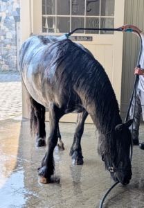 My Fell Pony, Banchunch, also gets a cooling rinse, but look closely, I think he wants to help.