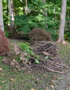 Down in my Japanese Maple Woodland, branches are gathered for pick up and chipping.
