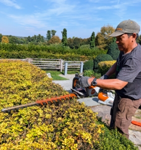 Phurba uses our STIHL HSA 140 T Cordless Battery Hedge Trimmer to lightly groom the golden barberry outside my Winter House.