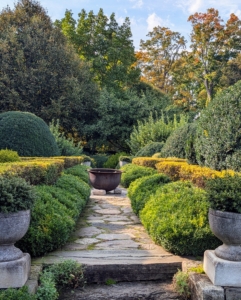 Here is the upper terrace parterre after the barberry is trimmed. Golden barberry can grow more than a foot every year. It is good to trim and shape hedges regularly, so they do not become too unruly.