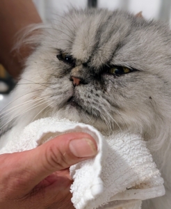 But first up for grooming is Magnolia. Magnolia’s face is gently cleaned with a cloth to help remove dirt and any stains.