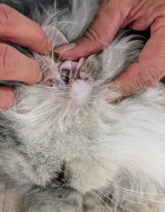 Her ears are also carefully inspected for any abnormalities. Regularly checking a cat’s ears, eyes, and skin helps detect problems early, prevent infections, and catch underlying health issues before they worsen. My cats are very healthy and have no issues whatsoever.