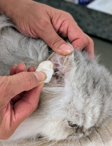 I use ear wipes specifically made for veterinary use to carefully clean around the outside of the ear canal – never inside. Since this is done regularly, there is little dirt, but it is also good practice, so the cats are comfortable being handled.