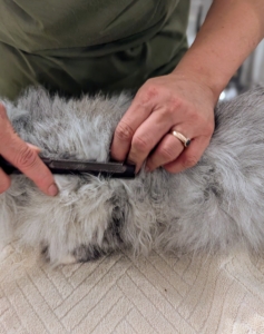 Elvira combs with one hand and uses the other to hold the fur down where she is combing – this prevents pulling, which could be uncomfortable.