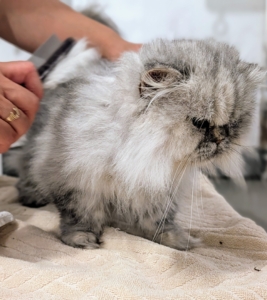 This time of year, as the seasons change, most cats, especially long‑haired, double‑coated, or outdoor cats, tend to shed a little more. This is a normal biological response to shorter daylight hours, and cooler temperatures.