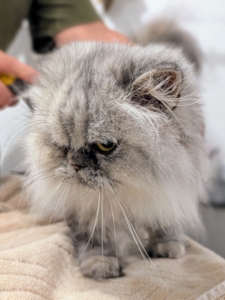 Magnolia doesn't seem to mind the daily grooming session and stays pretty still the entire time.