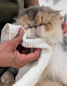 Every day, Elvira cleans the faces of every cat in my Winter House. Not only does this keep them tidy, but it's also a good way to make sure there are no present irritants or skin conditions affecting them.