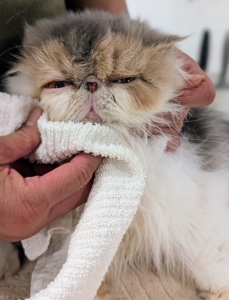 Next up is Dahlia. She is the youngest of my felines, but is also very well-behaved on the grooming table.