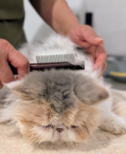 It’s always good to look for and remove any matted fur. This is important because collected mats can cause irritation and hairballs. My cats are brushed every day to keep their coats as tangle-free as possible. Baths are done only when needed.