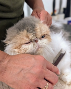 Always be sure to introduce a cat to new tools before using them, so they never shy away from grooming time.