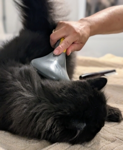 Chrysanthemum lies down for her grooming - almost falling asleep.
