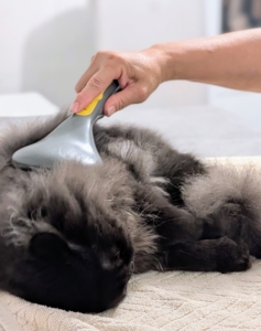 Daily brushing is especially important for long‑haired cats, whose fur is prone to knots and mats. Chrysanthemum loves to be brushed.