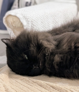 Afterward, Chrysanthemum is quite content just napping on the grooming table.
