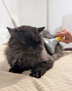 She does not even need extra support during her grooming time - she enjoys a good brushing.