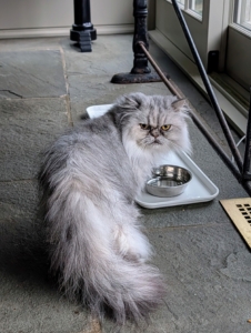Soon after grooming, it's upstairs for Magnolia to get a little drink and snack.