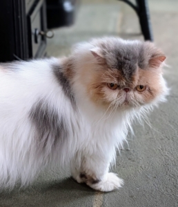 This is Dahlia, the youngest of my Winter house cats. On this afternoon, it was pouring outside, so the cats were watching the rain from my enclosed porch.