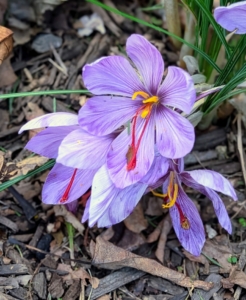 It is the bright red-orange threads of saffron, the stigmas, or female portion, of the saffron crocus flowers that make up the spice.