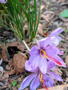 Three stigmas are borne in the center of each cup-shaped bloom. The best time to harvest the stigmas is mid-morning on a sunny day when the flowers have fully opened and are still fresh. The stigmas on this flower are ready to harvest. And don't confuse them with autumn crocus, which I also grow at my farm. Autumn crocus belongs to a different plant family, and is highly toxic. Look for the key features of saffron - three long, vivid red stigmas and three yellow stamens.
