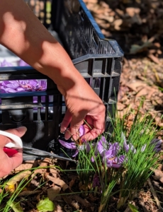 I instructed Elvira to cut carefully, but the blooms can also be pinched off at the base using one's thumbnail and index finger.