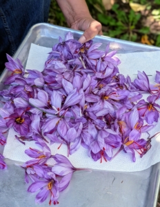 Here is the harvest from just one day. The saffron harvest window is typically only about two to three weeks.