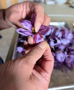 Elvira brings them all to my Winter House kitchen. These are the red stigmas that make up the spice. It takes hundreds of flowers to produce a commercially useful amount, and lots of labor, which explains why saffron has long been the world’s most costly spice by weight.