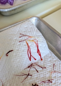 Elvira carefully pulls off the saffron stigmas, separating them from the flowers and setting all of them on a paper towel lined baking sheet to dry.