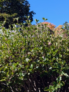 Yesterday, I asked Phurba to groom all the lilacs. They have grown quite a bit this season.
