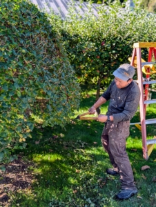 Phurba is my resident shrub and small tree pruning expert. He has been with me for many years