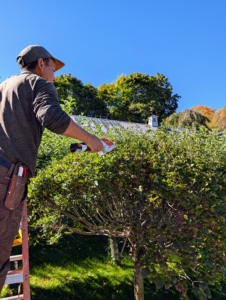Here he is trimming the tops carefully, just removing the tips of branches that are sticking out.