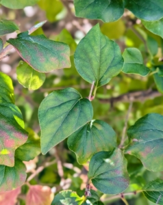 The leaves are small, slightly heart‑shaped, green in spring and summer, and turn red to burgundy in fall.