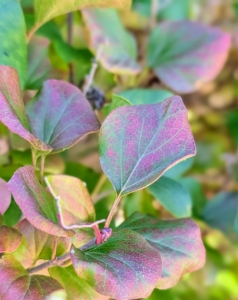 In autumn, both cultivars turn deep burgundy or reddish‑purple before dropping leaves late in the season. And then next spring, we hope for gorgeous and colorful blooms once again.