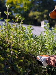 Because these lilacs bloom on old wood, it's important to not trim too heavily at this time. Phurba focuses on shaping the lilacs, so they maintain their beautiful forms.