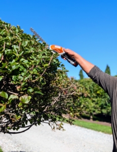 For the tops and along the sides, Phurba uses the STIHL HSA 26 Battery-Powered Hedge Trimmer. It’s one of my favorite tools to use around the farm – it’s so light and handy.