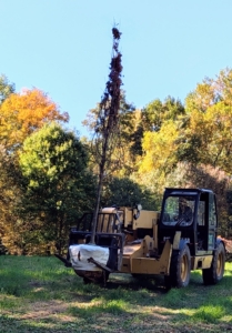 Using our trusted Hi-Lo, my outdoor grounds crew foreman Chhiring Sherpa positions the trees at the edge of the carriage road.