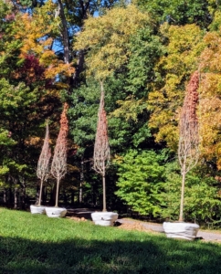 Planting Sugar Maples – The Martha Stewart Blog Planting Sugar Maples – The Martha Stewart Blog