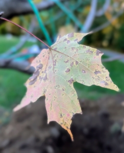 The foliage of these trees has already started to change color and drop, but the leaves are usually leathery, dark green in spring and summer, turning brilliant orange, gold yellow, and scarlet in autumn.