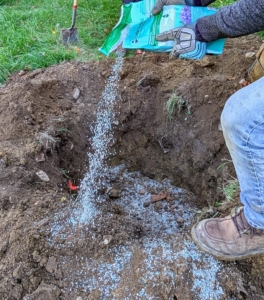Meanwhile, Alex sprinkles a generous amount of fertilizer into the hole and the surrounding soil. Remember, “if you eat, so should your plants.”
