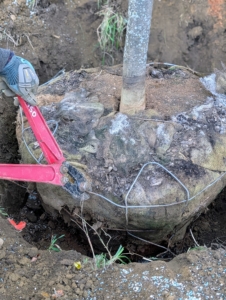 Once there, the wiring is cut and removed. Some feel it is ok to leave the wiring in place, but I always remove all the protective wrapping, so there is nothing blocking the roots from developing.