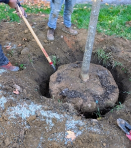 A crucial step in growing healthy trees is to plant them at the proper depth. Planting a tree too deep can kill it. Plant it only at its flare – the bulge just above the root system where the roots begin to branch away from the trunk. Digging a wide planting hole helps to provide the best opportunity for roots to expand into its new growing environment.