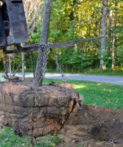 The Hi-Lo carefully transports the tree to its designated hole.