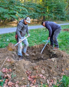 When planting any tree, the hole should be twice the width of the root ball and equal in depth. This allows the tree’s roots to spread easily and get the oxygen it needs.